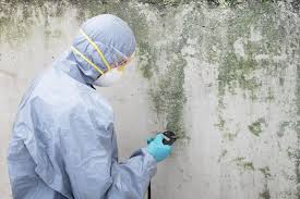 Best Mold Damage Restoration  in Jefferson, WI